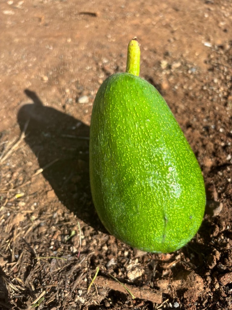 Aguacate Fuerte